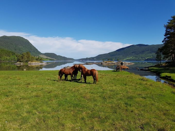 Hestene på Skjellebugan, sommer 2019