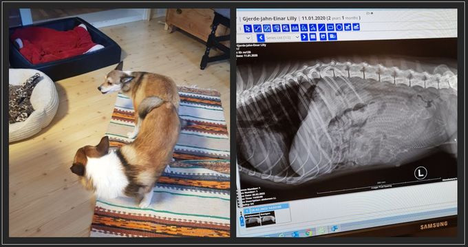 Røntgen i Kristiansund i dag 28 februar og det ble konstatert 3 valper i magen. Termin er ca. 16 mars. Vi gleder oss!
Far: #loke_the_lundehund